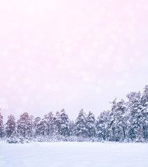  Frozen winter forest with snow covered trees.