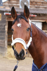 Fototapeta na wymiar Head of saddle horse in livestock at rural animal farm