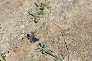 Lycaenidae / Çokgözlü Esmer / / Polyommatus agestis