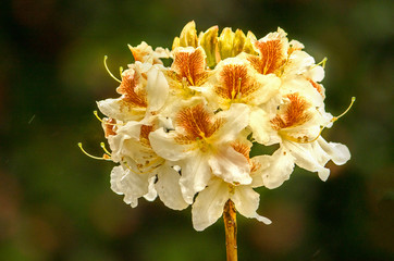 cluster of light yellow flowers with orange accents of a rhododendron bush in springtime