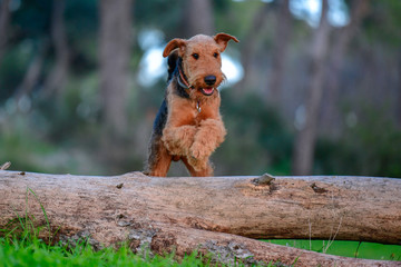 One-year-old Airedale Terrier trains in jumping over the fallen tree in the forest 