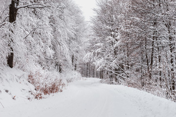 Obraz premium Snow forest road. Snowy woods background.