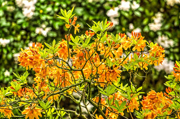 Part of a rhododendron bush with orange flowers on a sunny day in springtime