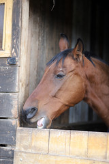 Head of saddle horse  in livestock at rural animal farm