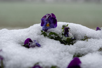Pflanzen von Schnee bedeckt