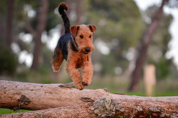 One-year-old Airedale Terrier trains in jumping over the fallen tree in the forest 