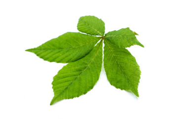 Green chestnut tree leaf isolated on white background