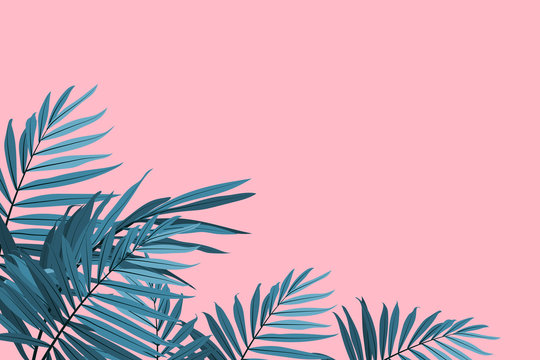 Green palm fronds isolated on a pink background. Tropical leaves trendy background. Vector illustration