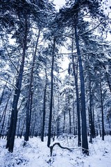 Beautiful winter forest landscape on a frosty day