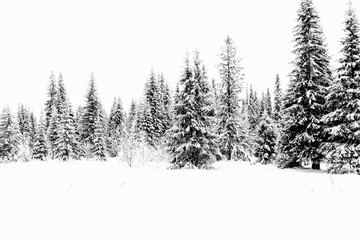 White snowy shroud. Spruce forest in winter. Winter landscape