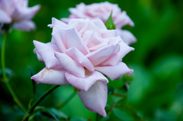 Lovely big creamy white flower rose on the green background. Green leaves and thorns. Still life. Contrast with lights and shadows, silhouette 