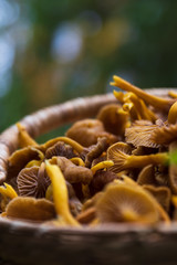 Close up of winter chanterelle mushrooms in a filled basket in a forest.