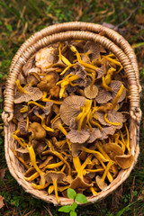 Close up of a basket filled with winter chanterelle mushrooms after a successful harvest in a forest in Sweden.