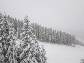 Snowy forest on the mountain slopes of Slovakia. Aerial view 