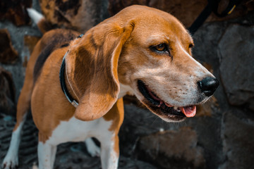 Beagle dog face smiling. Rocks wall background
