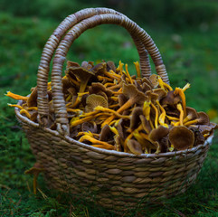 Basket filled with winter chanterelle mushrooms in a forest on green moss.