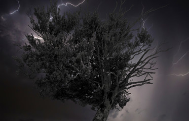 A tree dying under the storm in black and white