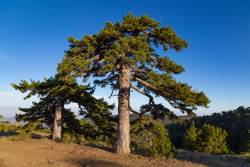 Fototapeta premium Troodos National Forest Park. Cyprus.