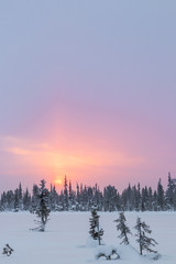 Isolated tree in front of a forest with lots of snow during a sunrise in northern Sweden during a cold winter morning. Close to the Ice Hotel in Jukkasjärvi.