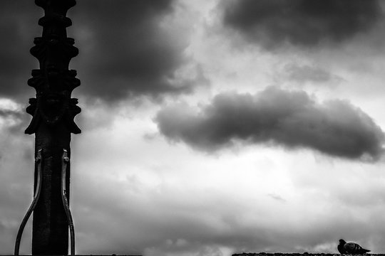 Gloomy sky storm Pigeon 
