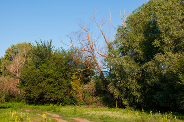 Path through green forest and little river near. Places for walk on the fresh air in summer