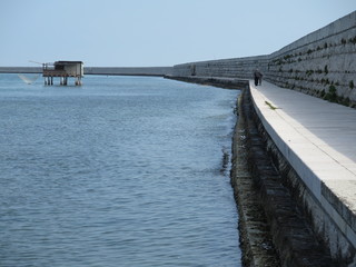 mare
