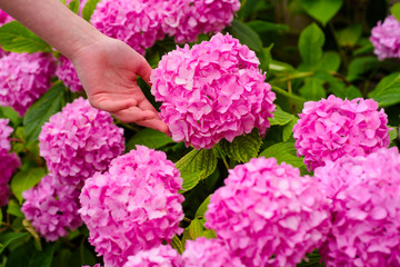 gardener with flowers. woman care of flowers in garden. perfect hand skin. Flower care and watering. soils and fertilizers. Greenhouse flowers. hydrangea. Spring and summer. Garden bed. Tender moment