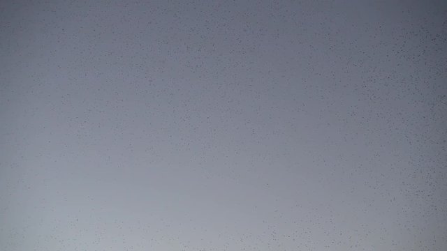 Herd of birds making different shapes