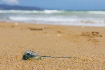 blue bottle jelly fish stranded on Tasmaian Clifton beach, Australia