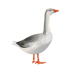 Grey goose standing