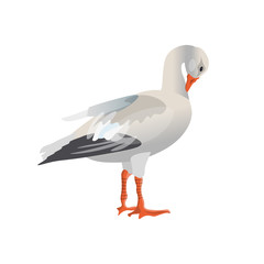 White goose vector