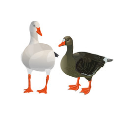 Obraz premium Grey and white geese