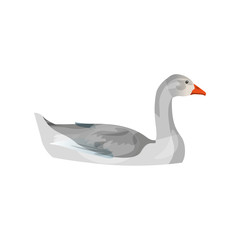 Grey goose swimming