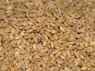 wheat grain creal ceed stroge