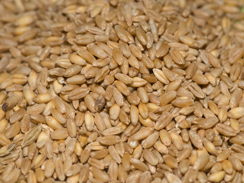wheat grain creal ceed stroge