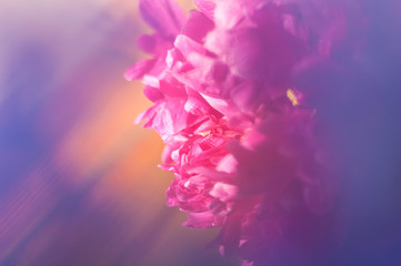 purple peony flower close-up