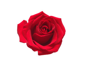 Red rose isolated on white background. Valentines Day concept