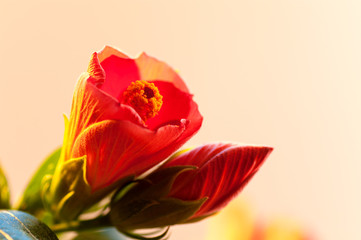 hibiscus flower red closeup © Germanova Antonina