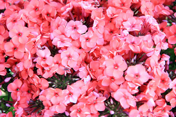 Oleander / Pink oleander flowers in Baku, Azerbaijan
