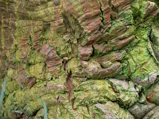 Detail von Baumrinde