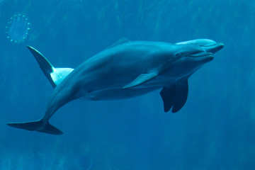 Obraz na płótnie Canvas Common bottlenose dolphins (Tursiops truncatus).