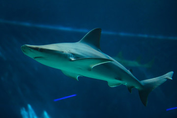 Fototapeta na wymiar Sandbar shark (Carcharhinus plumbeus).