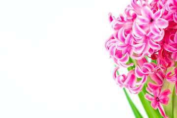 pink hyacinths on white background
