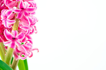 Fototapeta na wymiar pink hyacinths on white background 