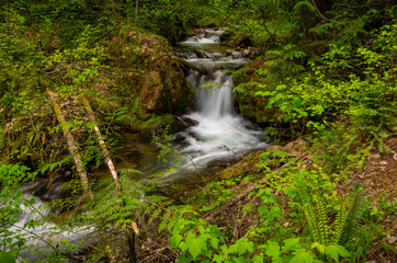 Forest Waterfall 2