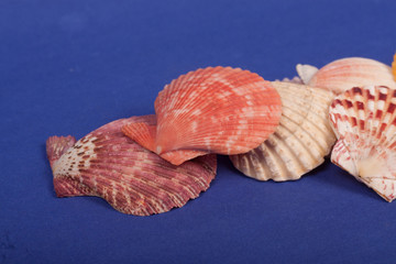 sea shells on a blue background