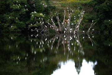 シラサギのオアシス