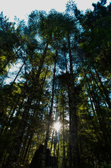 sol entre arboles del bosque