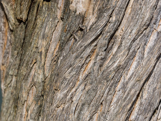 Detail von Baumrinde