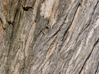 Detail von Baumrinde